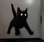 «Baggy cats»
