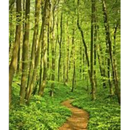 the forest