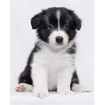 Puppie Squad Gaming