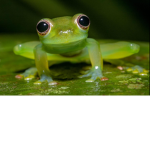 Frogs are my jam