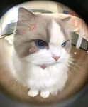 CAT LOVERS COMMUNITY (CLC)