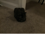 My cat, Bella