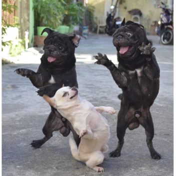 dance til your dead derpy