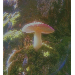 Flrrxia