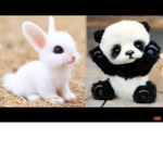 Pandas are sooooooooooooooooooooooooo cute