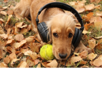 The Gamer Pups.
