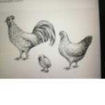 Da Chickens RULE