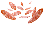 FlyingPepperoniMan fan group