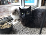 Thumper & Max Fan Group