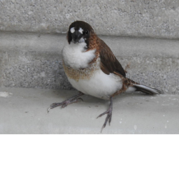 Society Finch Training
