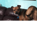 Mah dog