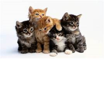 kitten people only
