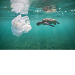 Love the Turtles