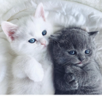 !~Kitty Gang~!