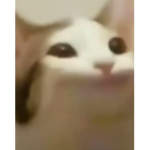 I am popcat man
