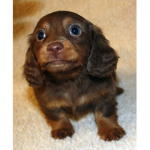 Dachshunds are incredible Dogs! =D