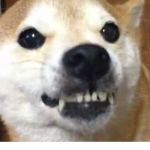 A Bizarre Doge