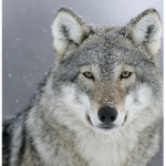 Wolves Da Woof