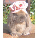 Bunni squad