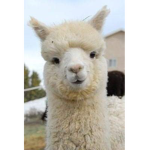 The Depressed Hungry LLama