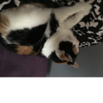 Cat dis a cat XD