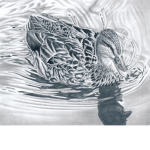 !Ducky squad!
