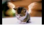 Cat Clan - CC