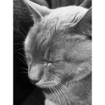 The mono cats