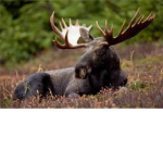 Mooses Unite