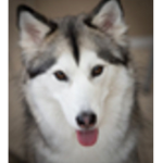 *HUSKY FOR LIFE