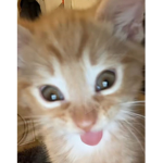 lilacpixies