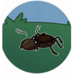 Roach Stu