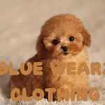 Blue Wearz Clothing