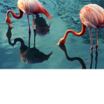 UNICORN WHITH FLAMINGO
