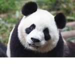 Panda Army B)