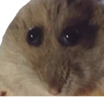 OOFÞ