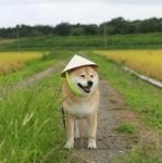 Rice Internal Combat Enterprise