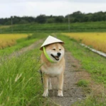 Rice Internal Combat Enterprise Group Thumbnail