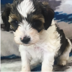 Puppy time for small big new old