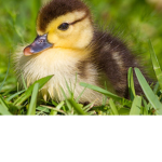 Coolest Ducky Group