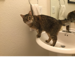 Rosies cat club