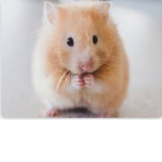 Hamster robloxians