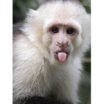 MONKE4U