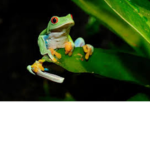 The Floppy Frogs