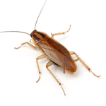 Big Roach Nation