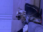 Lily And Daisy The Two Puggy Pows <3