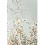 -daisies meadow-