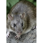 Amazing rat cult