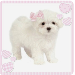 Puppy’s and cloud’s