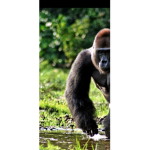 Reject humanity return to monkey